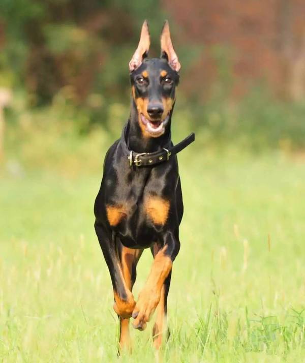 【宠物美容】杜宾犬的美容护理技巧