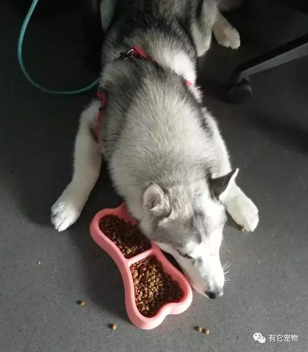 不爱吃狗粮,多半是惯的!
