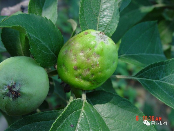 ③被害果面后期木栓化