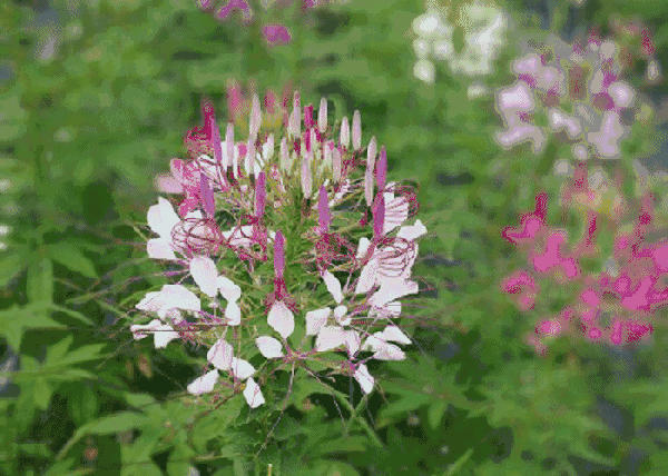 600_428gif 动态图 动图