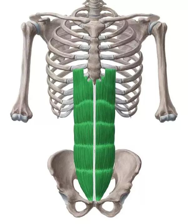 腹直肌起于耻骨联合和耻骨嵴,肌纤维向上止于胸骨剑突