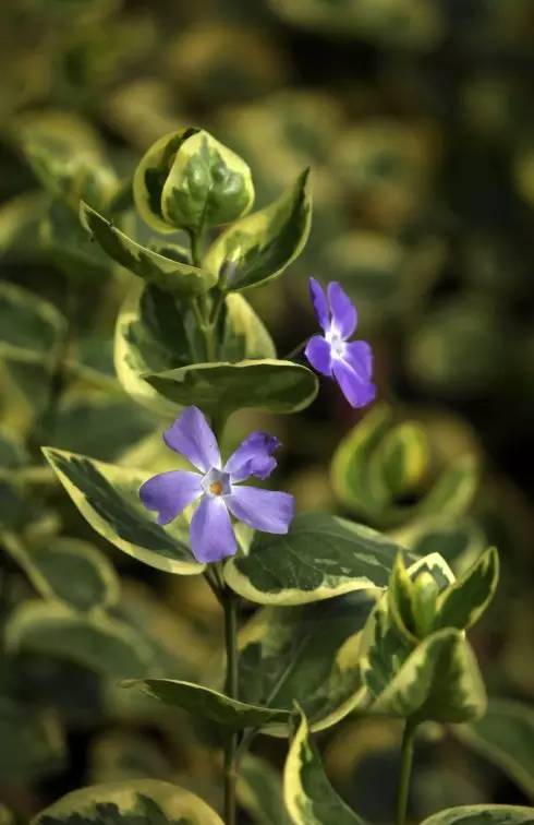 植物科普 花叶蔓长春花 四季常绿的蓝色花儿 新闻频道 手机搜狐 植物科普 花叶蔓长春花 四季常绿的蓝色花儿 新闻频道 手机搜狐