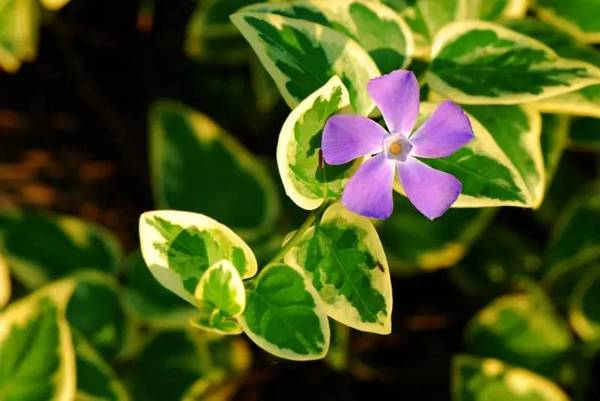 植物科普 花叶蔓长春花 四季常绿的蓝色花儿 新闻频道 手机搜狐