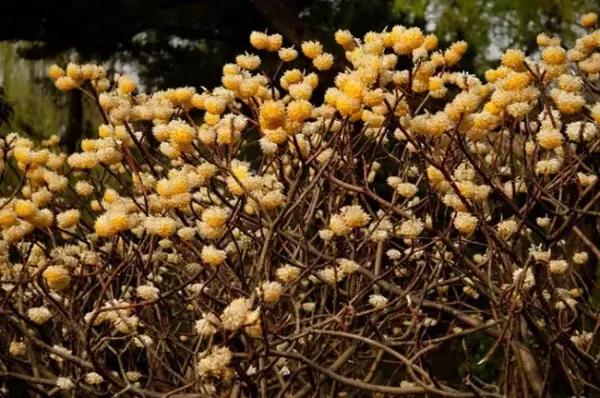 花开后有浓浓的香气