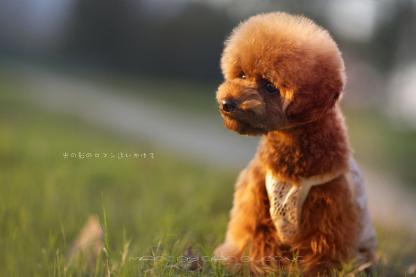 成年狗拉稀怎么办成年狗拉肚子怎么办 新闻频道 手机搜狐