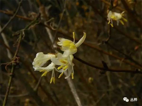 發現早開堇菜,白花地丁,東方堇菜,葶藶,附地菜,鬱香忍冬,三椏烏藥.