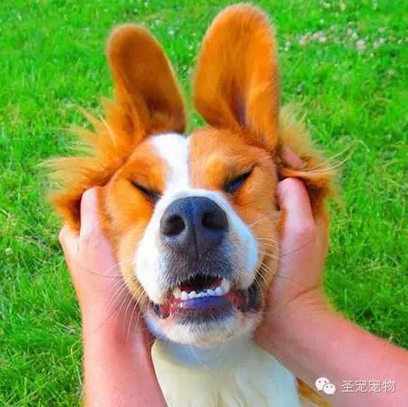 无比风骚,挤眉弄眼的汪星人