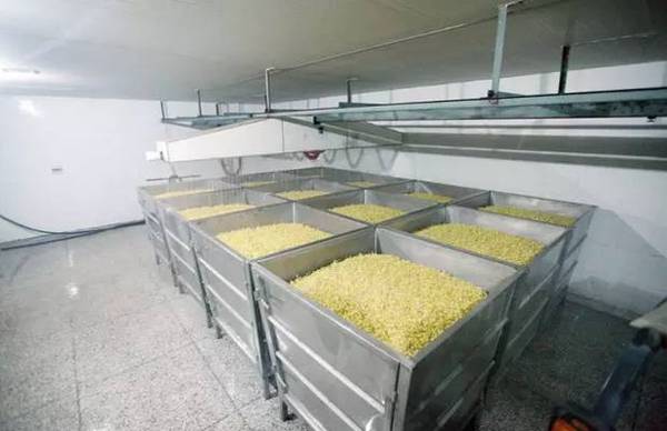 专做小豆芽,锲而不舍11年,他把工厂做到了世界第一