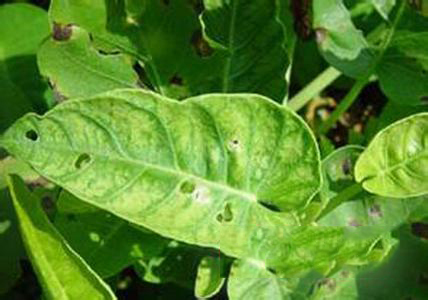 山药白锈病的防治措施