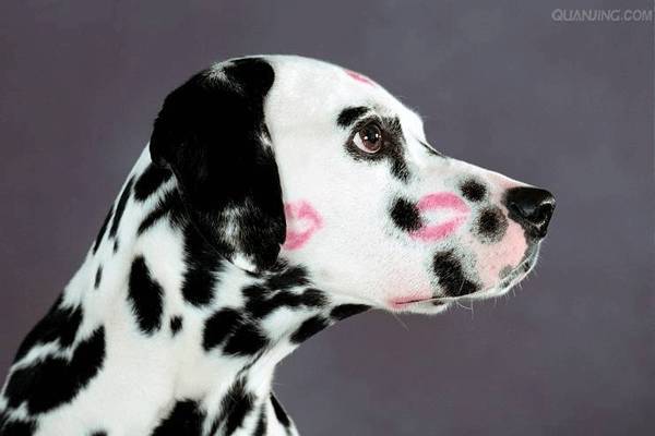 愚人节愚狗指南,请避开狗狗偷偷阅读