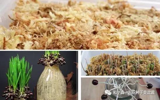 种子盆栽界的水培玩法 有多少人知道 新闻频道 手机搜狐