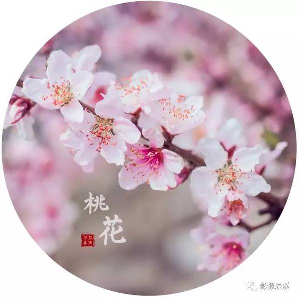 摄 唐波 摄 罗教益 摄 王锡龙 摄 张贤孟 摄 郑光良 摄 谌晓莉 摄 毛