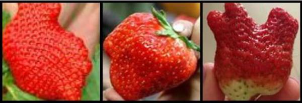 爆料!为你解开草莓的秘密,这几种草莓"吃不得"