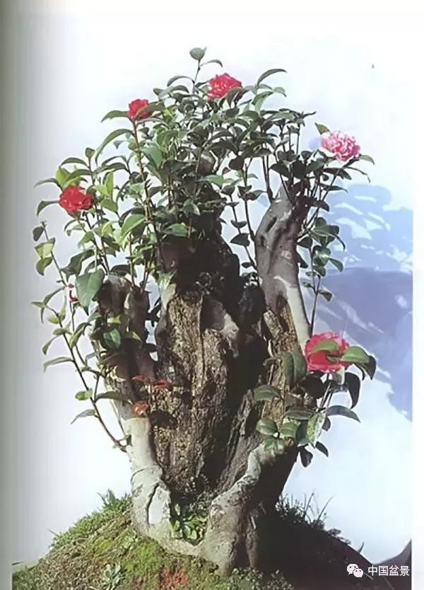 盆栽花卉翻盆的最佳时期到了 新闻频道 手机搜狐
