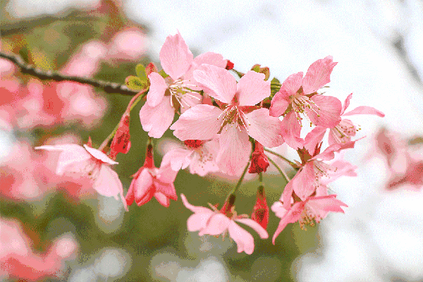 600_400gif 动态图 动图