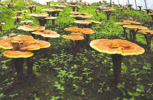 癌症病人都在吃灵芝 效果如何 健康频道 手机搜狐