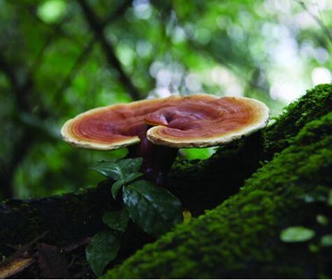 癌症病人都在吃灵芝 效果如何 健康频道 手机搜狐