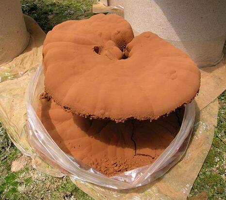 癌症病人都在吃灵芝 效果如何 健康频道 手机搜狐