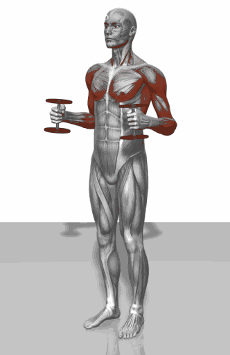 史上最全肌肉训练动图,告诉你每个部位怎么练!