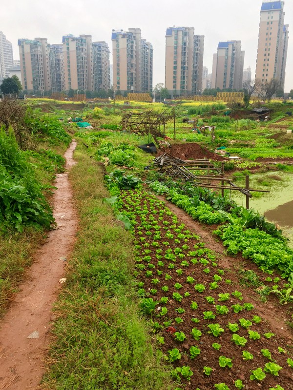 湖南衡陽 寸土寸金的黃金地段 竟有一片田園好風光