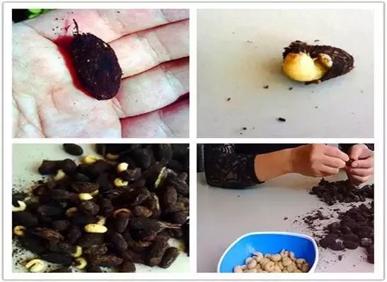 有的葛根包掰开,会看到葛根虫被灰色硬壳包裹住,这是葛根虫还在"睡觉"