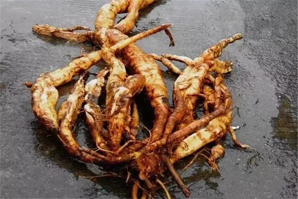 恐惧症及蠕动恐惧症就不要看了~ 稀奇的是 葛根藤里藏着更大勒美味