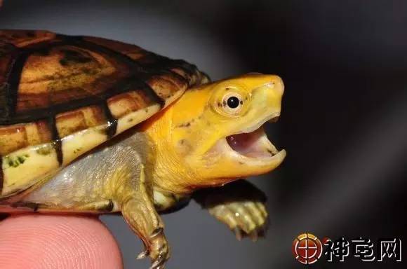 龟趣| 白唇泥龟:特色芒果头,看着食欲大开!