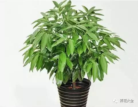 平安树  平安树,保平安,寓意如此吉祥的植物,家里怎么能够不摆上一