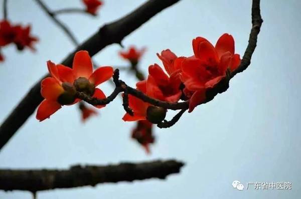每日一膳 木棉花开最盛时 养肝祛湿补脾胃 正当宜 广东省中医院杨志敏教授今日推荐 新闻频道 手机搜狐