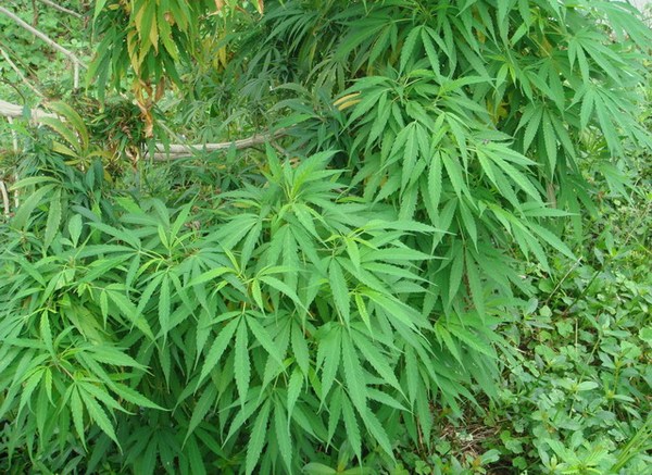 隐匿却让你震撼的中国非遗(5)——巴马火麻汤