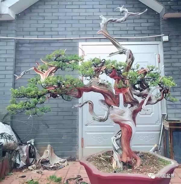 盆景新人陈友贵谈创作:意因感立 景由心生