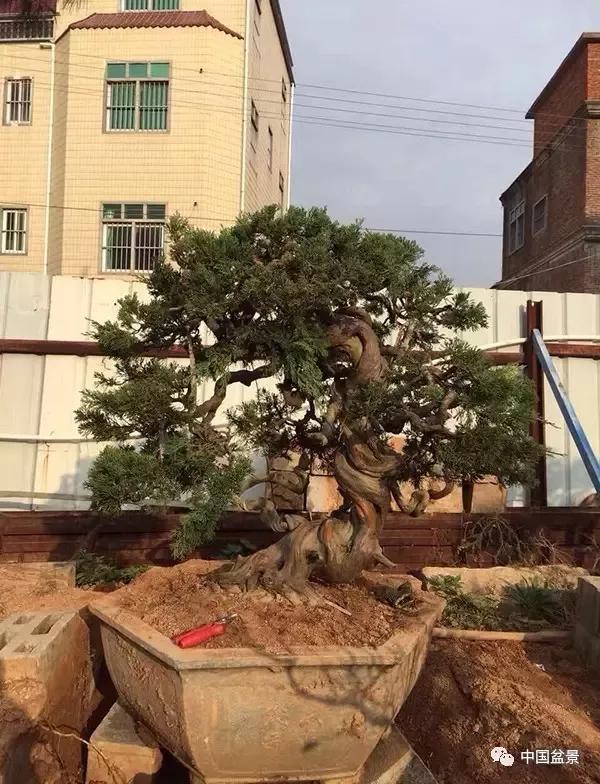 盆景新人陈友贵谈创作:意因感立 景由心生