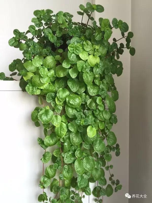 瑞典常春藤,又名南方香茶菜,原产于澳大利亚,现我国已普遍栽种.