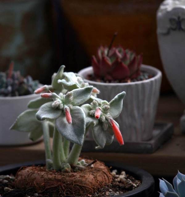 多肉植物 断崖女王 大叔教你每天认识一款多肉