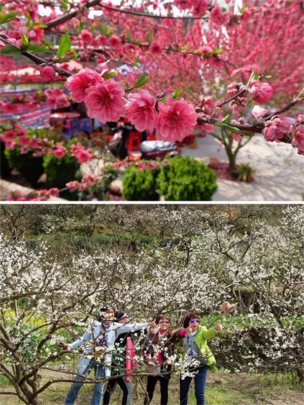 广东乐昌九峰桃花节图片