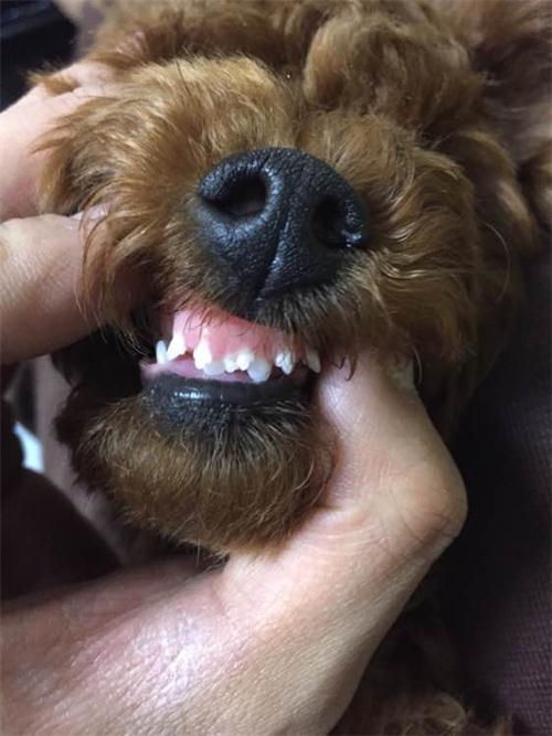 钙是狗狗必需的元素之一,它是狗狗骨骼和牙齿的主要构成成分,那么泰迪