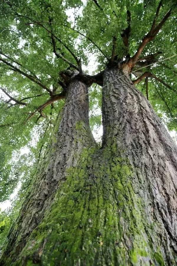 "千年夫妻树"也有一段传说.