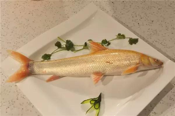 唐宋府添新菜,超稀有的美味营养红福鱼来了!