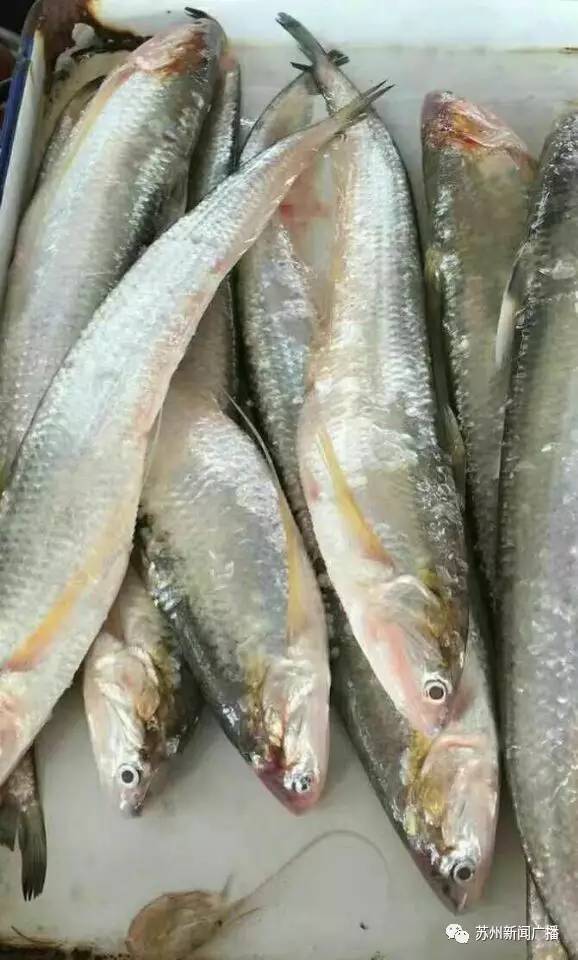 野生长江刀鱼零星上市,现售价最高每斤……你猜猜看!