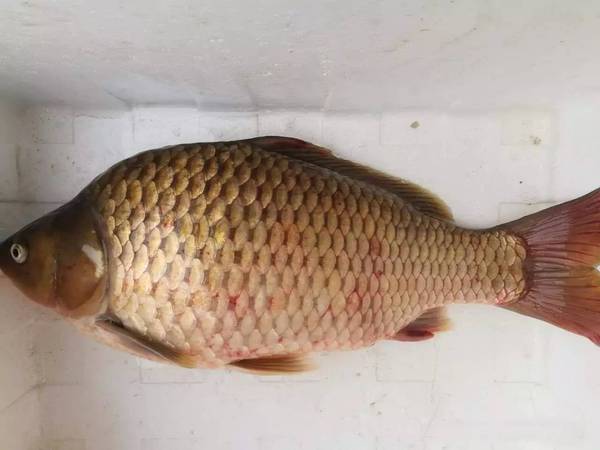 2017年2月27日,广东番禹钓友温硕科在南沙同兴钓场钓获的这条鲫鱼重达