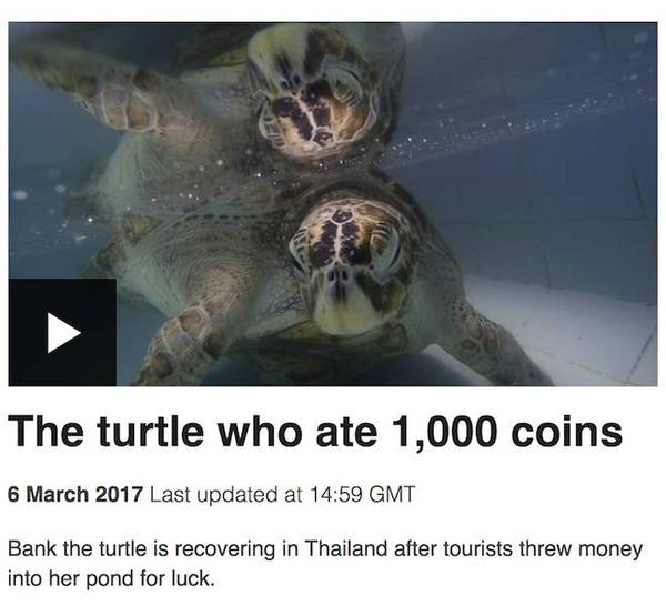 海龟吞食许愿硬币后撑破龟壳手术取出900多枚硬币 体育频道 手机搜狐