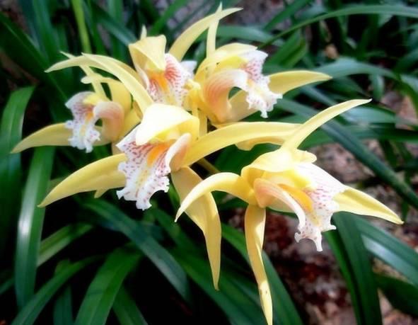 曾经疯狂炒作过的云南兰花,你认识几种?