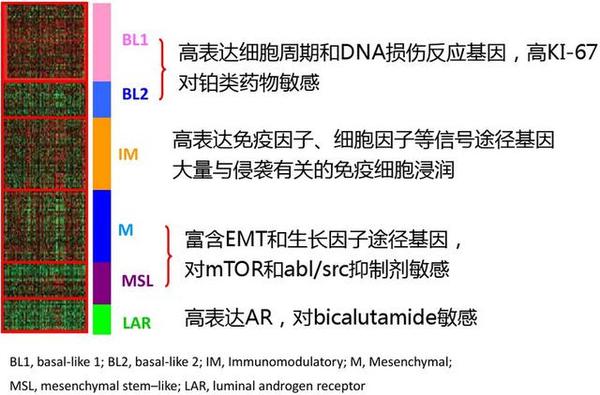 知己知彼 乳腺癌治疗专题之三阴性乳腺癌 新闻频道 手机搜狐