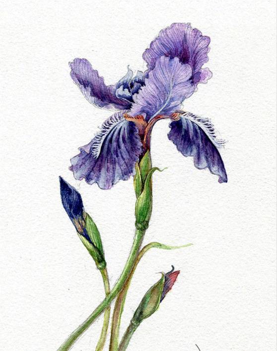 鸢尾|她是花界的爱丽丝,是上天诸神和人间的使者