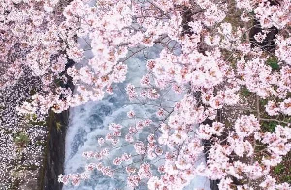 青森赏樱很好 就适合我这种穷逼 旅游频道 手机搜狐