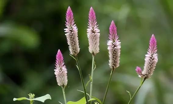 鸡冠花是妇科良药?