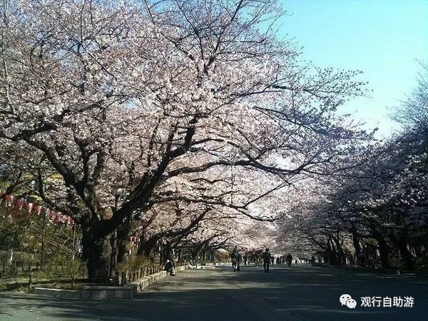 观行赏樱第二弹躲在东京都市里的赏花路线 旅游频道 手机搜狐