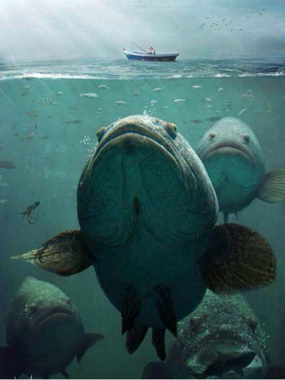 深海恐惧症 诡异的海底生物 你能坚持看几张 旅游频道 手机搜狐