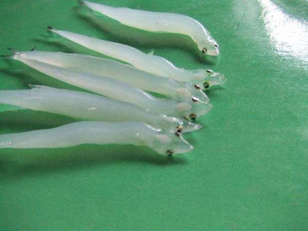 银鱼肉味甘,无毒,含有丰富的蛋白质,脂肪,碳水化合物,多种维生素和碳