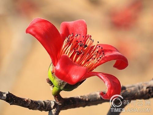 木棉树为啥被叫做 英雄树 呢原来有段故事 文化读书频道 手机搜狐